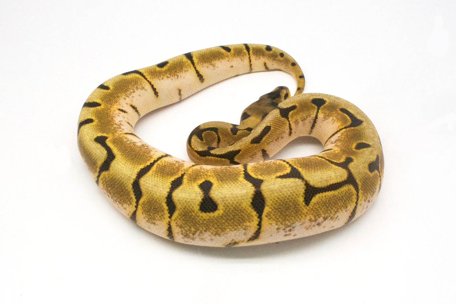 Spider Enchi EMG Het. Ghost Ball Python by New England Reptile Distributors