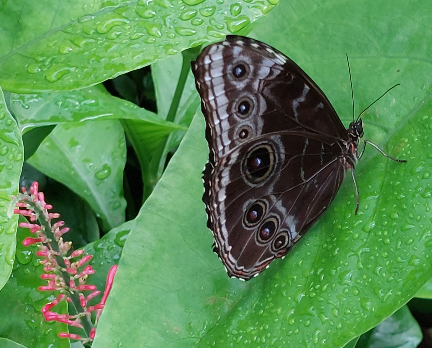 Blue Morpho Butterfly · Tennessee Aquarium