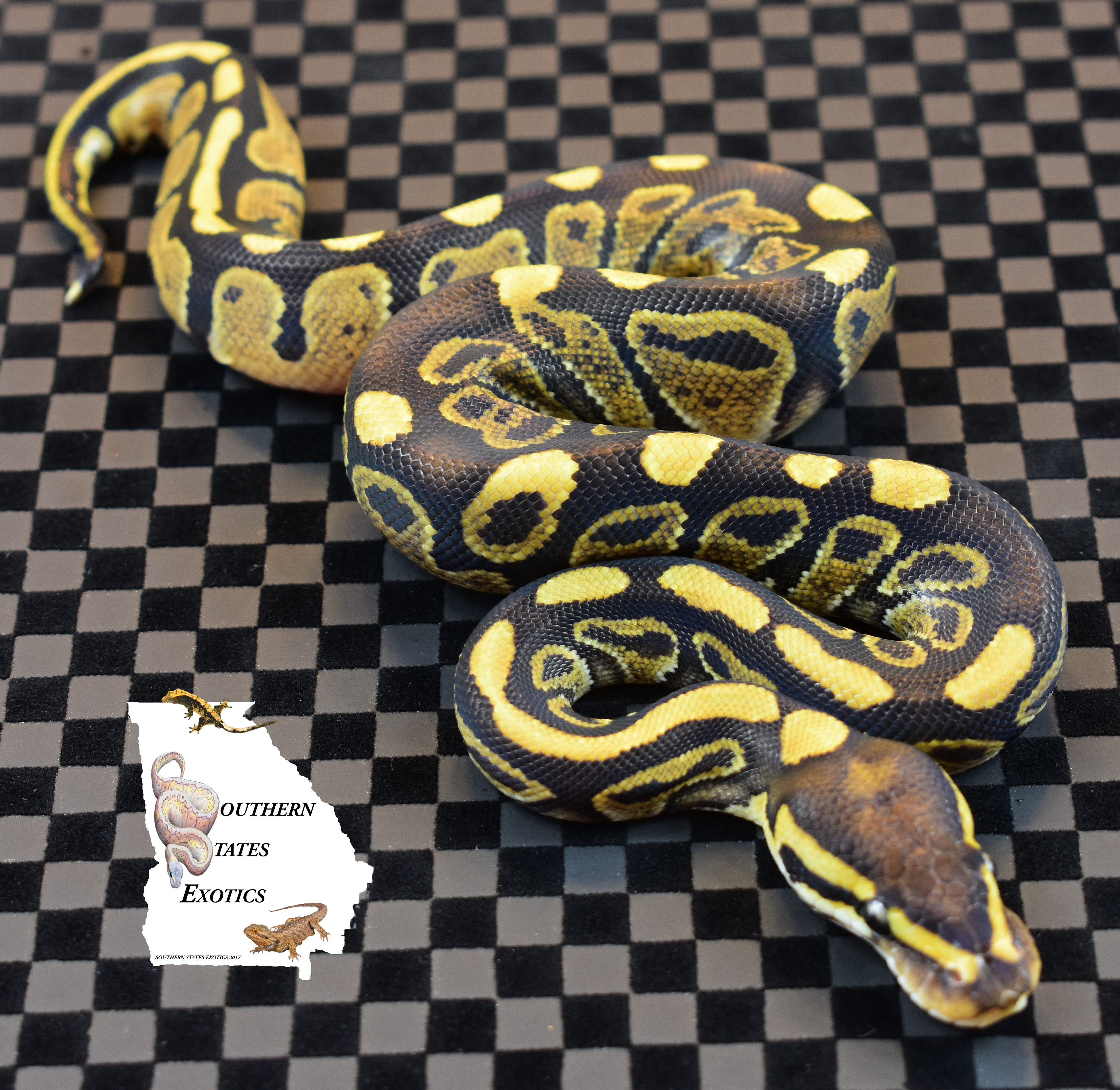 Sable Ball Python by Southern States Exotics