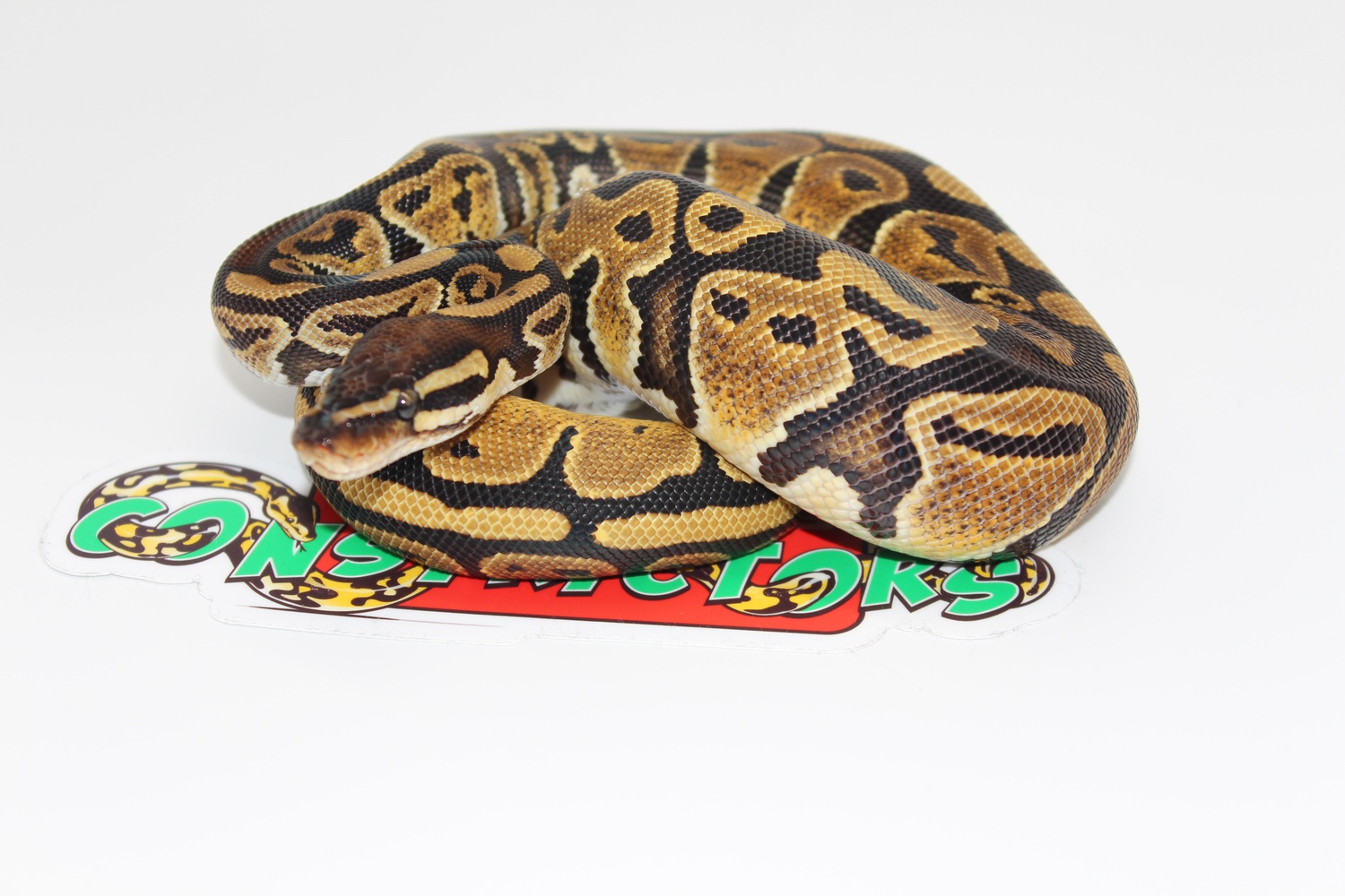 Arroyo Ball Python by Castro's Constrictors