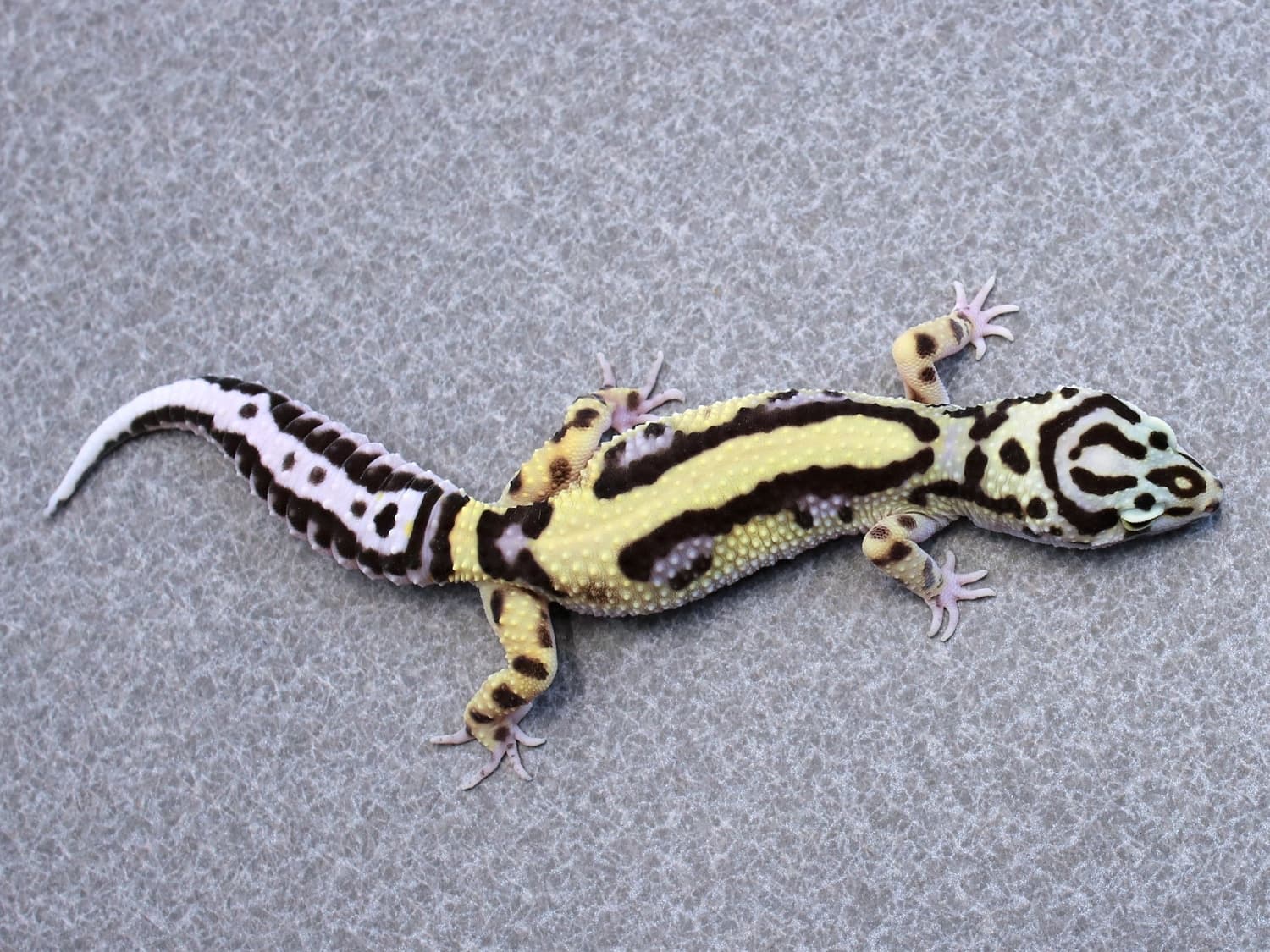 Bold Bandit - Female Leopard Gecko by Lake Erie Leopard Geckos