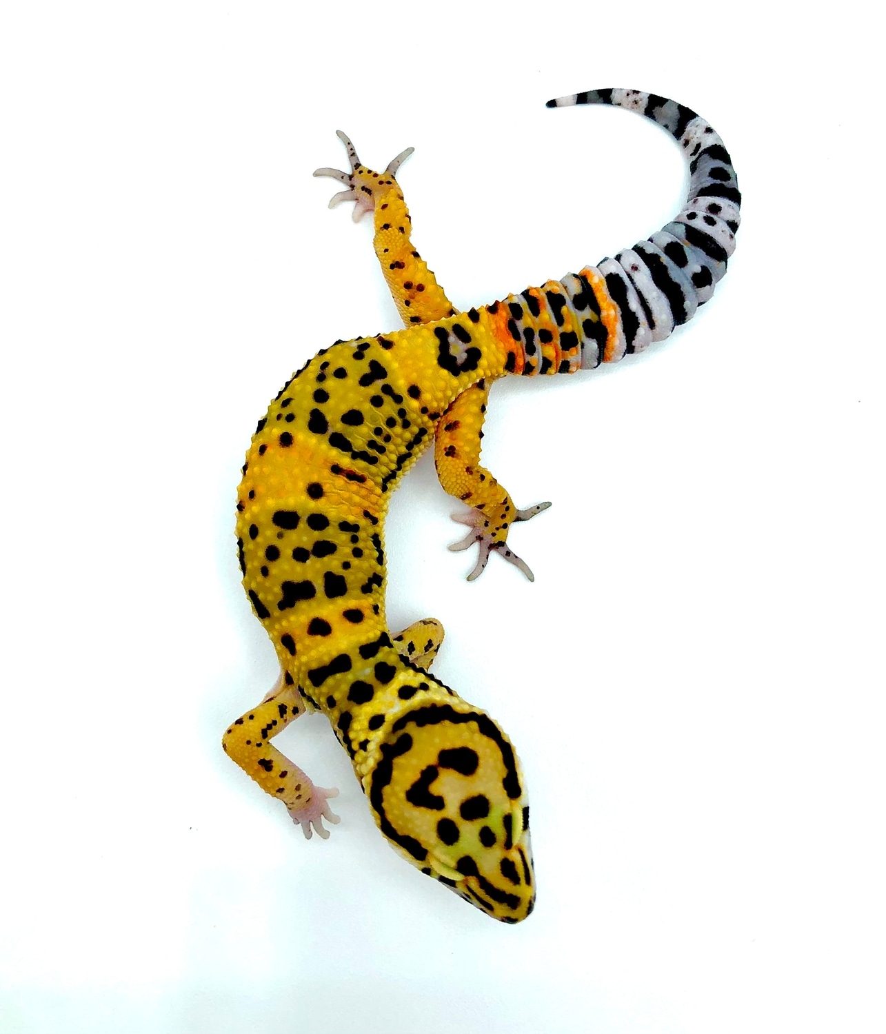 Inferno Halloween Mask Leopard Gecko by Elite Reptile LLC