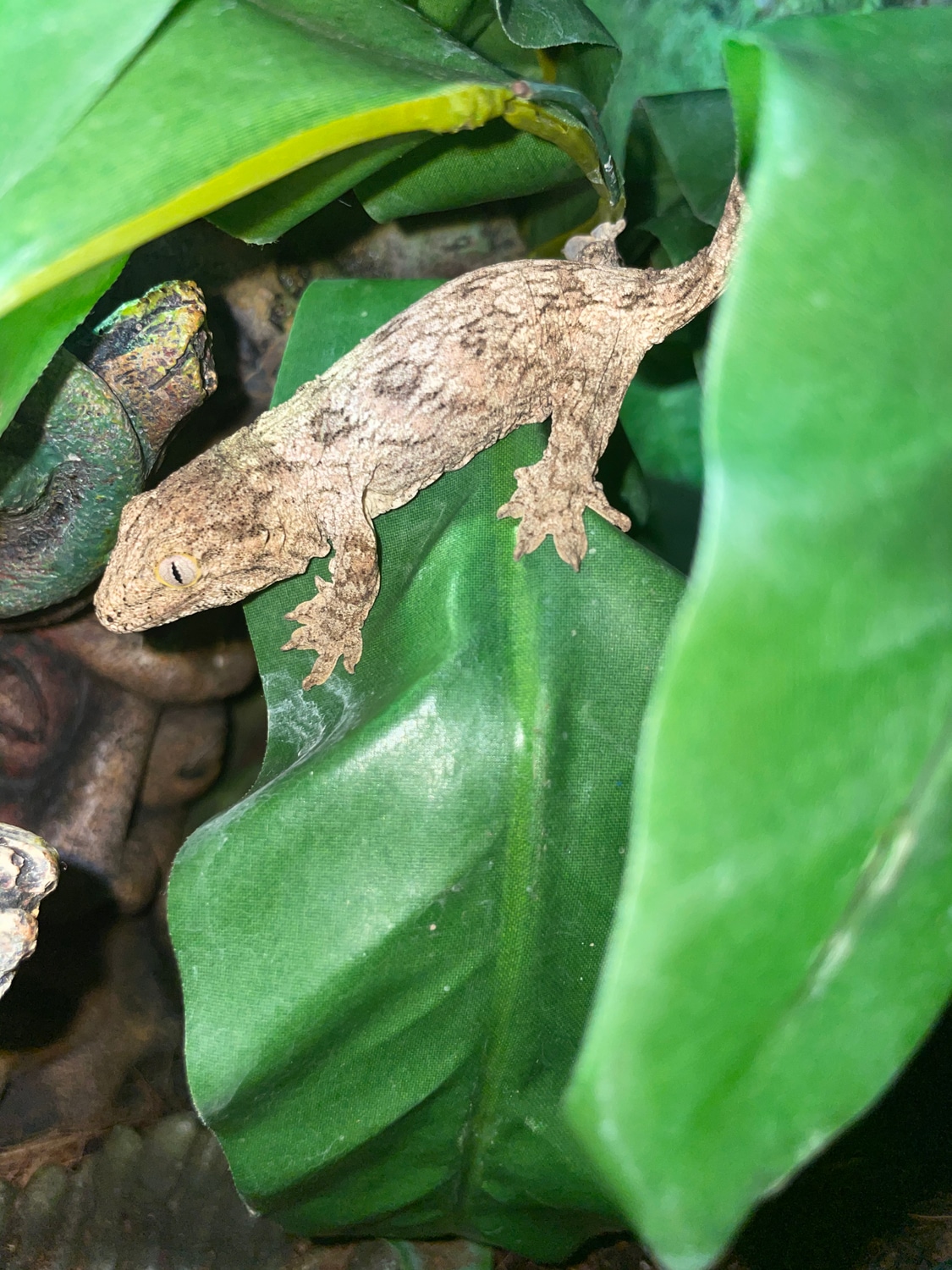 Moro X GT - Unsexed Leachianus Gecko by Killer Clutches