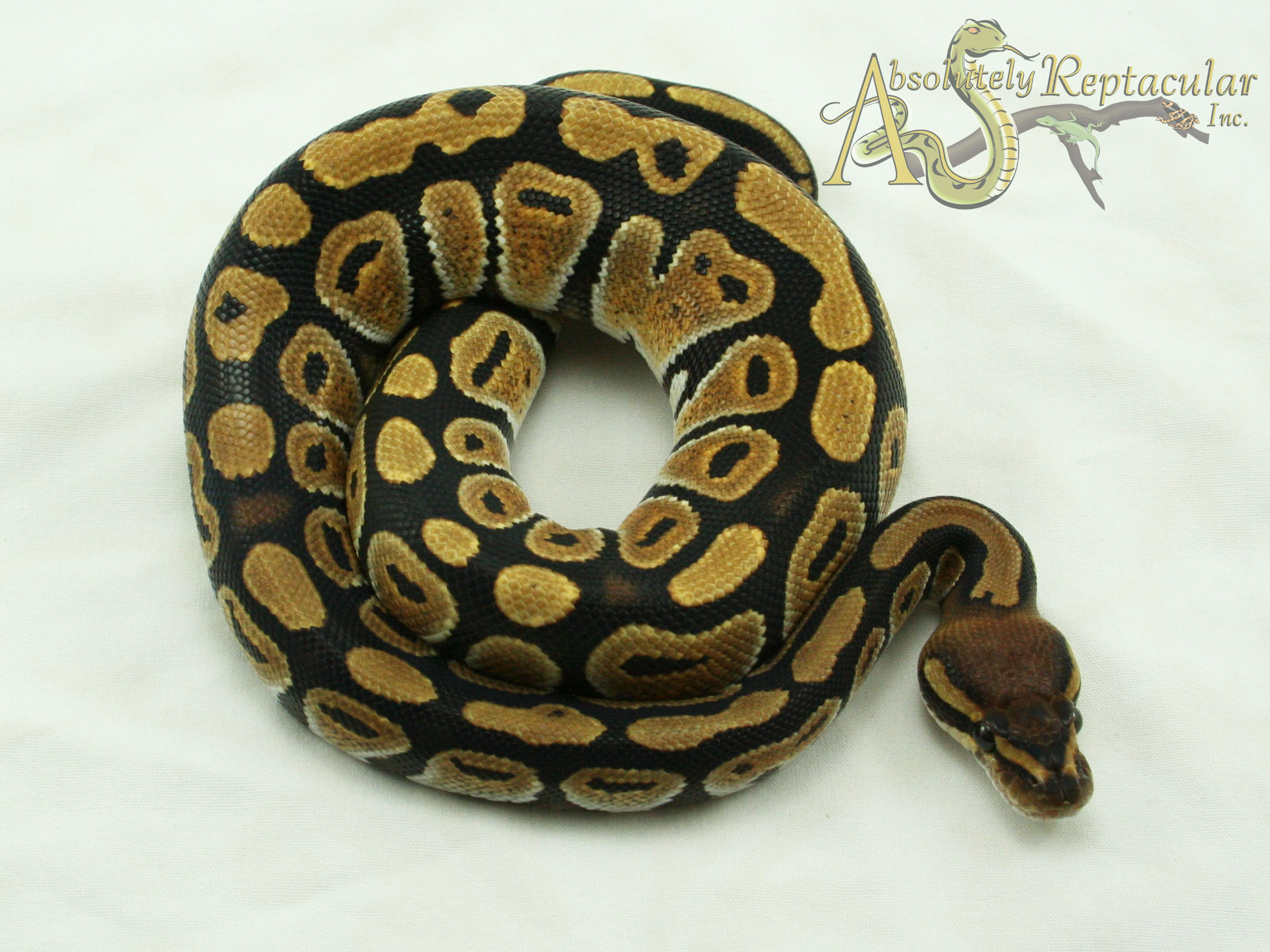 Honey Ball Python by Absolutely Reptacular