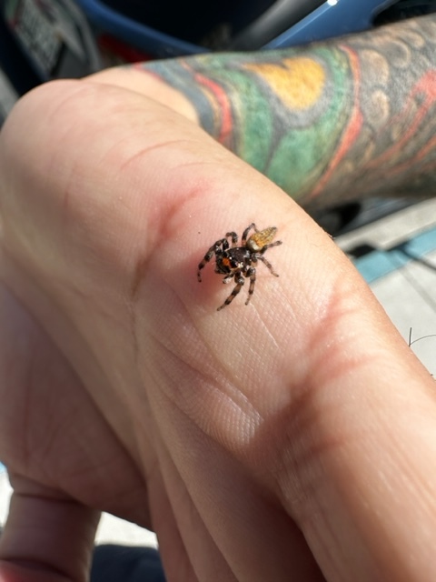 Can anyone help me ID this Jumping Spider? - Spiders - MorphMarket Reptile  Community