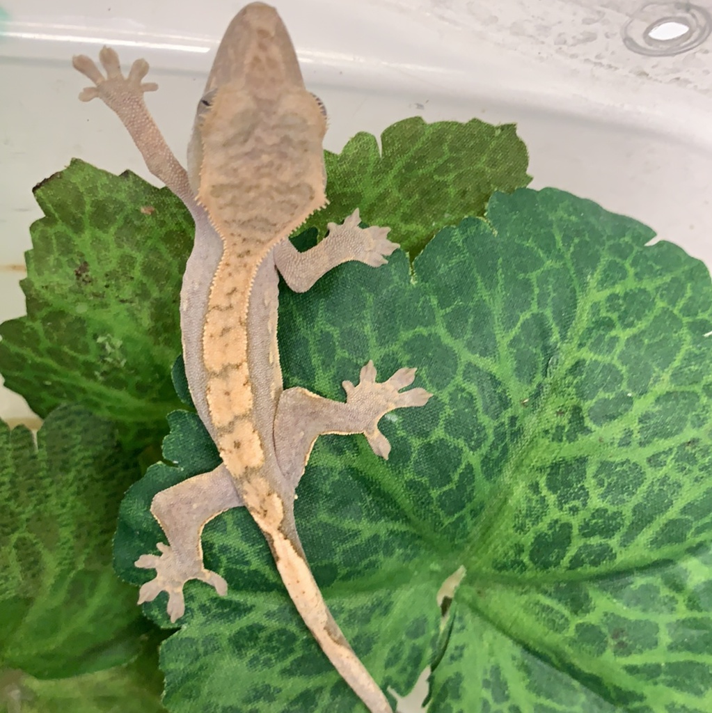 Normal Crested Gecko by BHB Reptiles