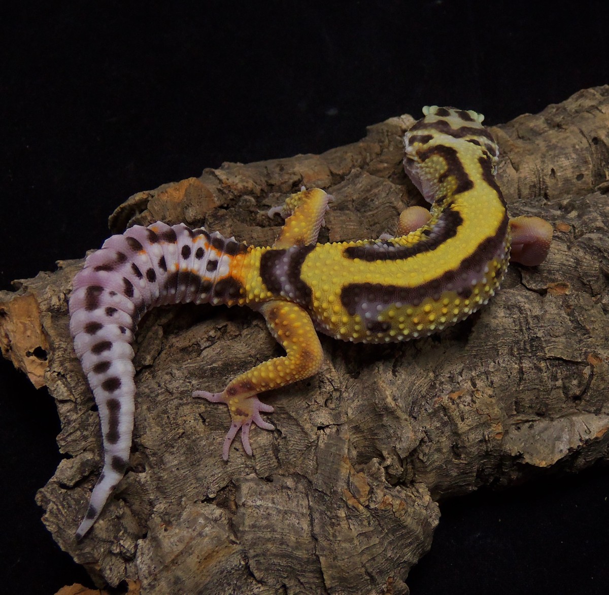 Bold Leopard Gecko by Gecko Element