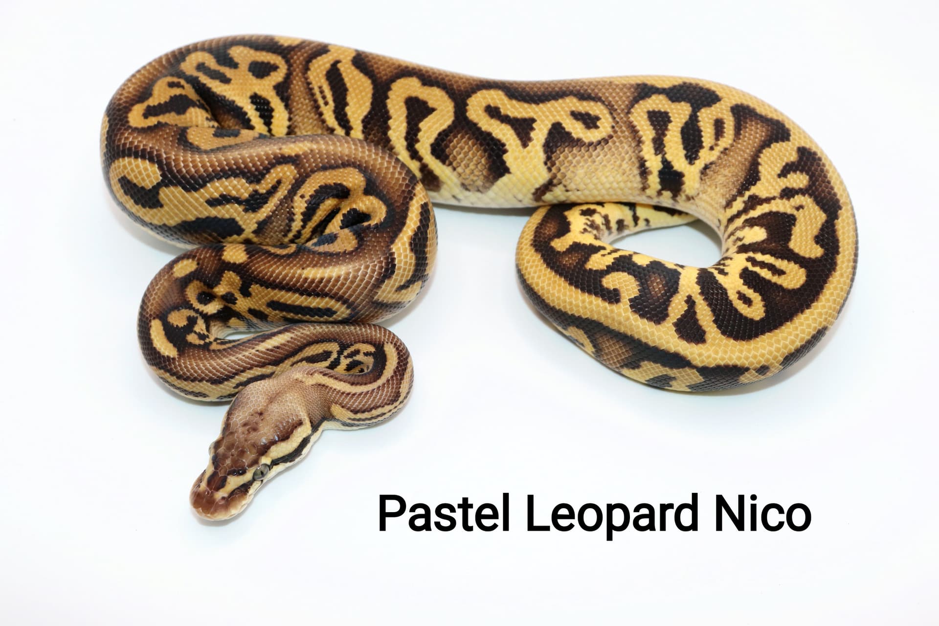 Pastel Leopard Nico by DNJ Pythons