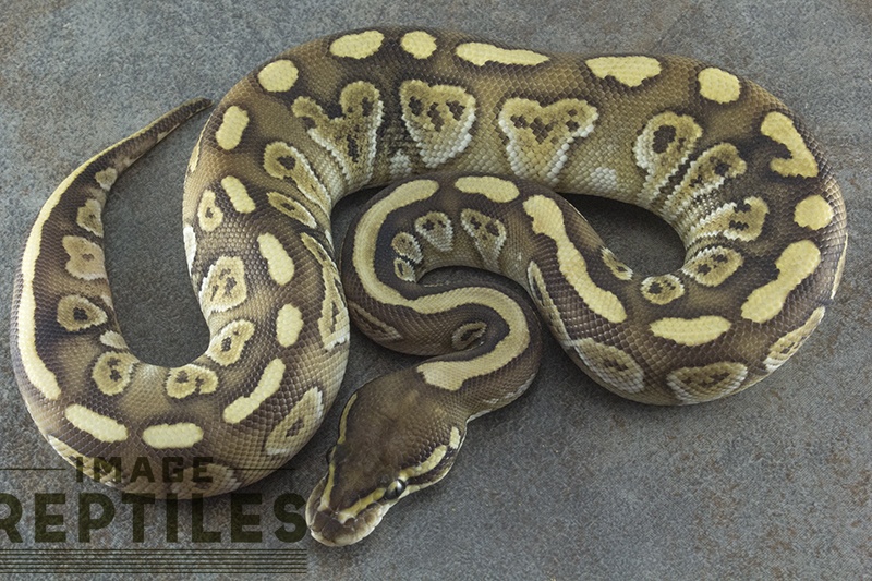Lesser Carbon Ball Python by Image Reptiles
