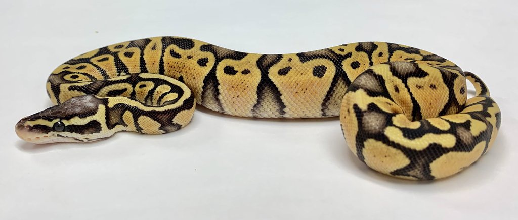 Super Pastel Ball Python by BHB Reptiles