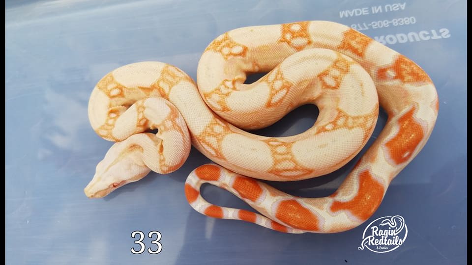 Kahl Albino Boa Constrictor by Ragin' Redtails & Exotics