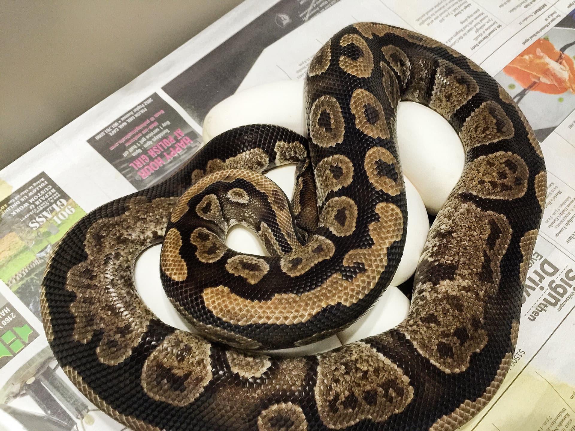The original imported female on eggs back from 2016 by Visionary Exotics