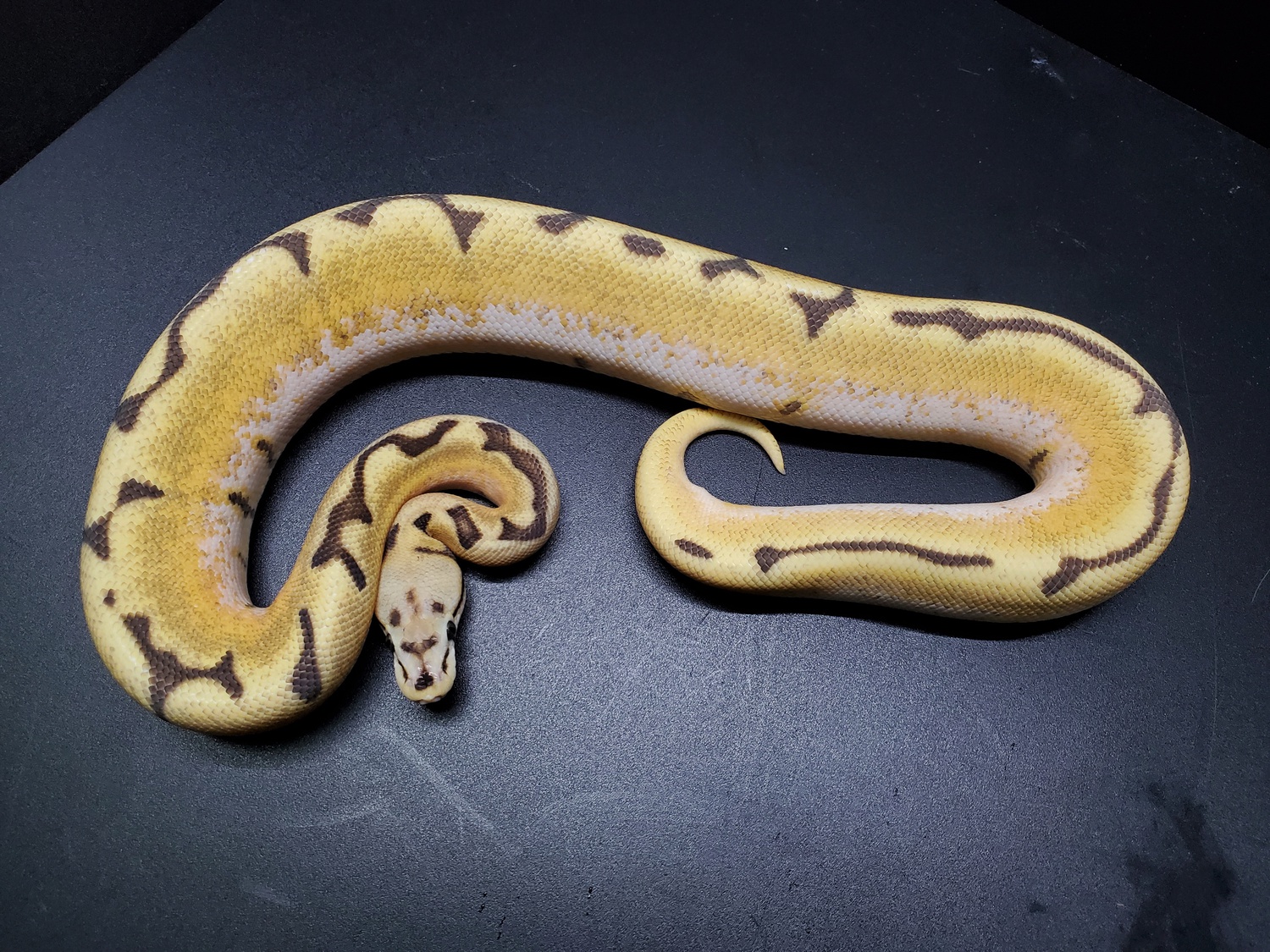Orange Dream Jungle Woma Spider Vanilla Poss Yellow Belly Ball Python by Goodys Exotics