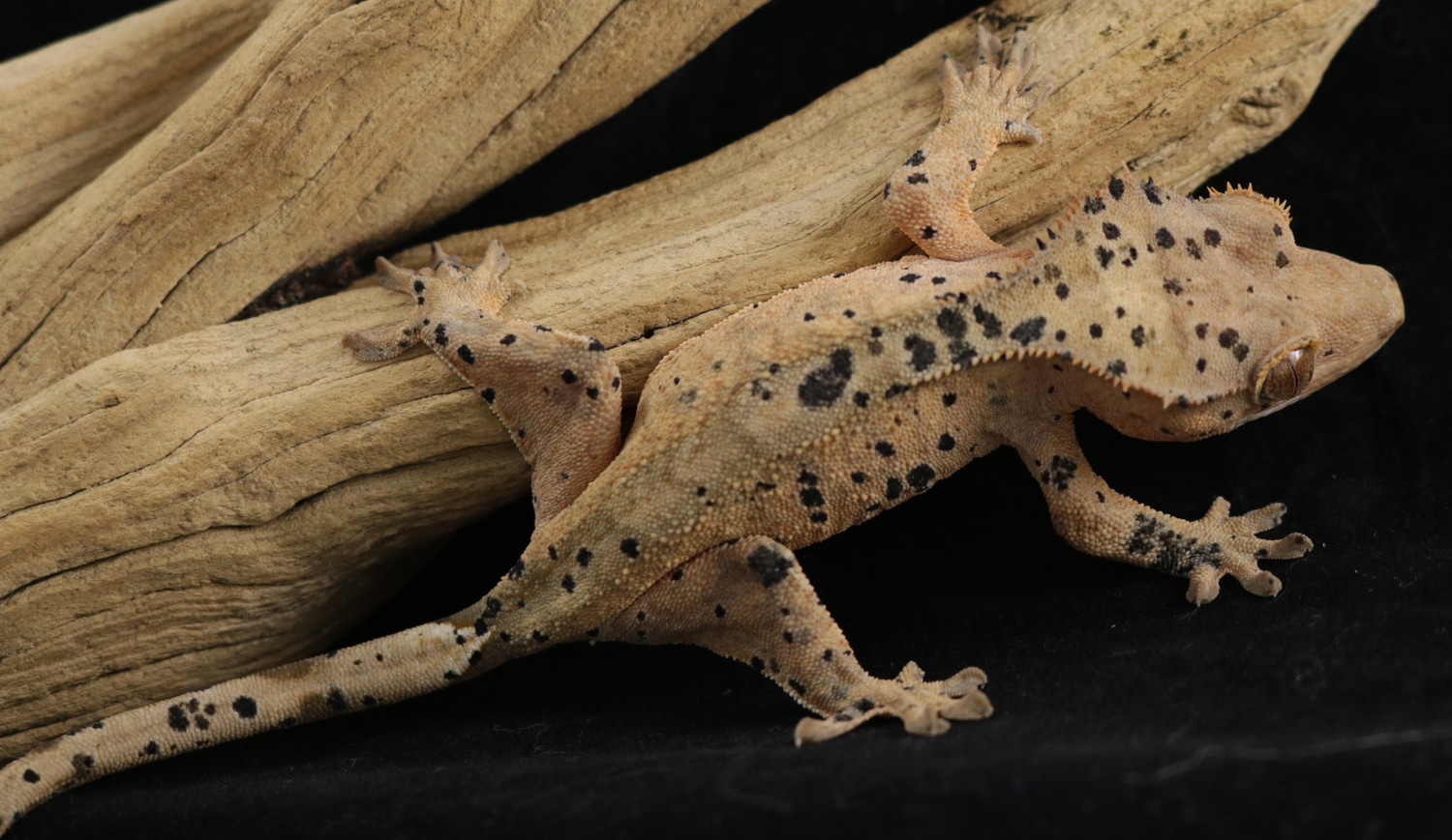 Superdal Cluster Spots - Paprika Crested Gecko by Reptilian Overlords Inc.