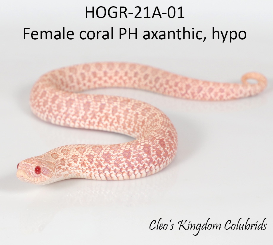 Coral PH Axanthic, Hypo HOGR-01 Western Hognose by Cleo's Kingdom Colubrids