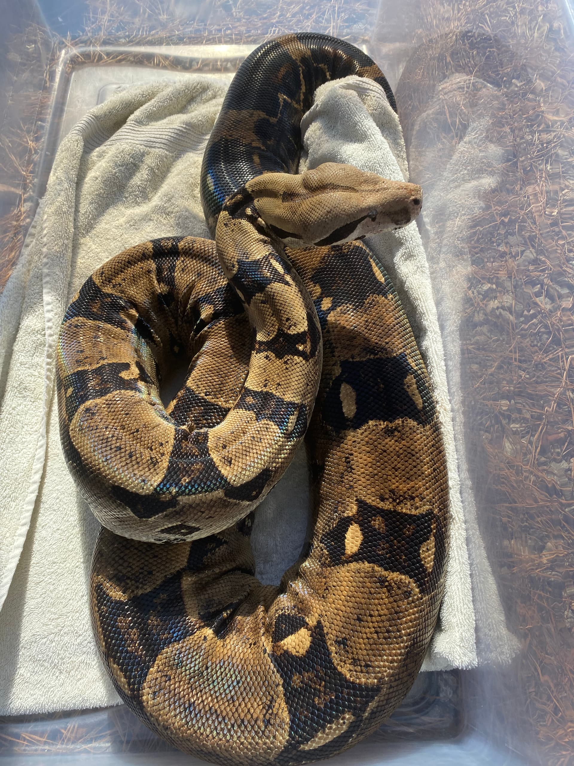 White snake turn yellow - Boa Constrictors - MorphMarket Reptile Community