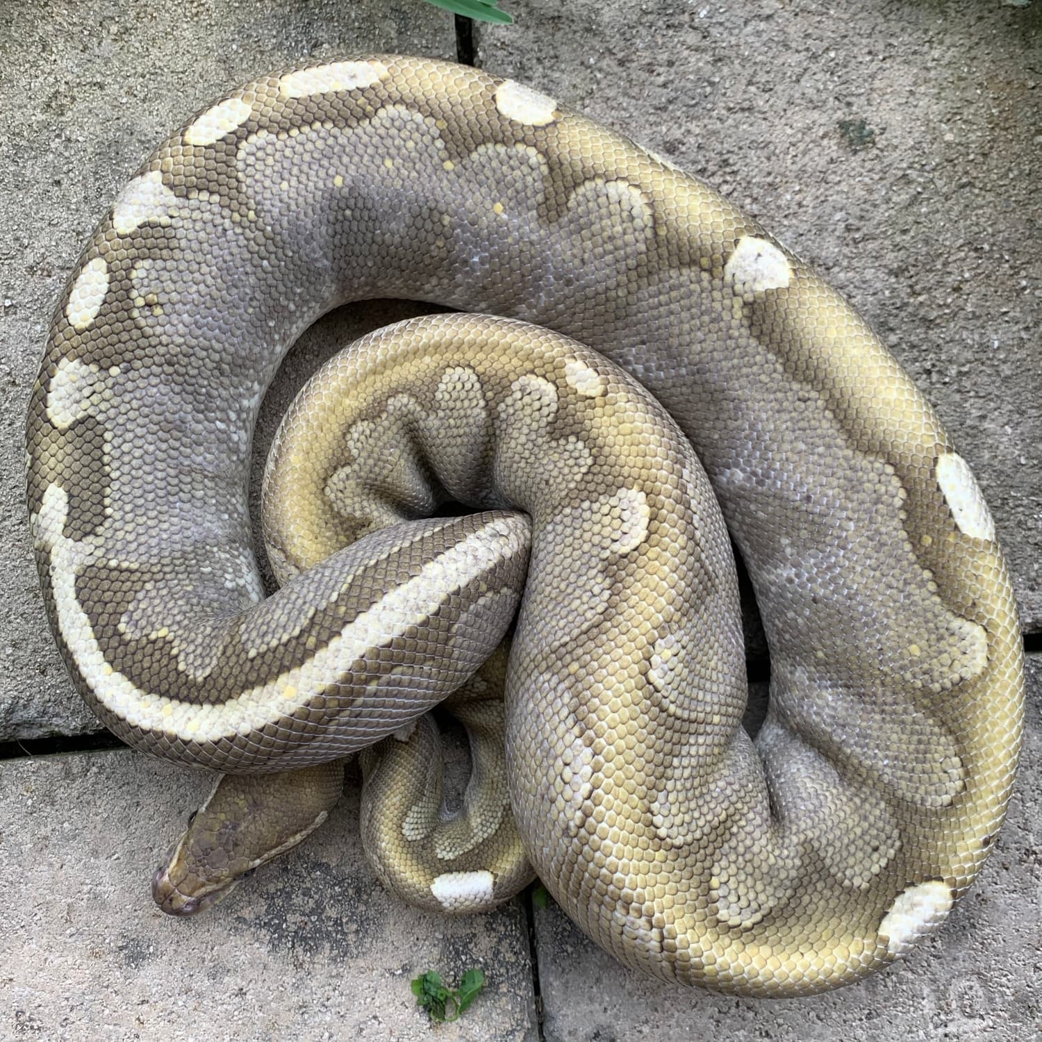 Dinker Bamboo Ball Python by Sacred Reptiles