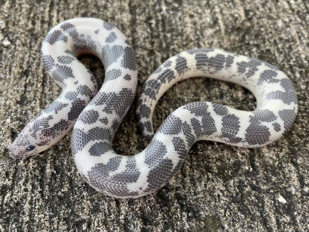 Anery Splash Sand Boa by Snakes at Sunset