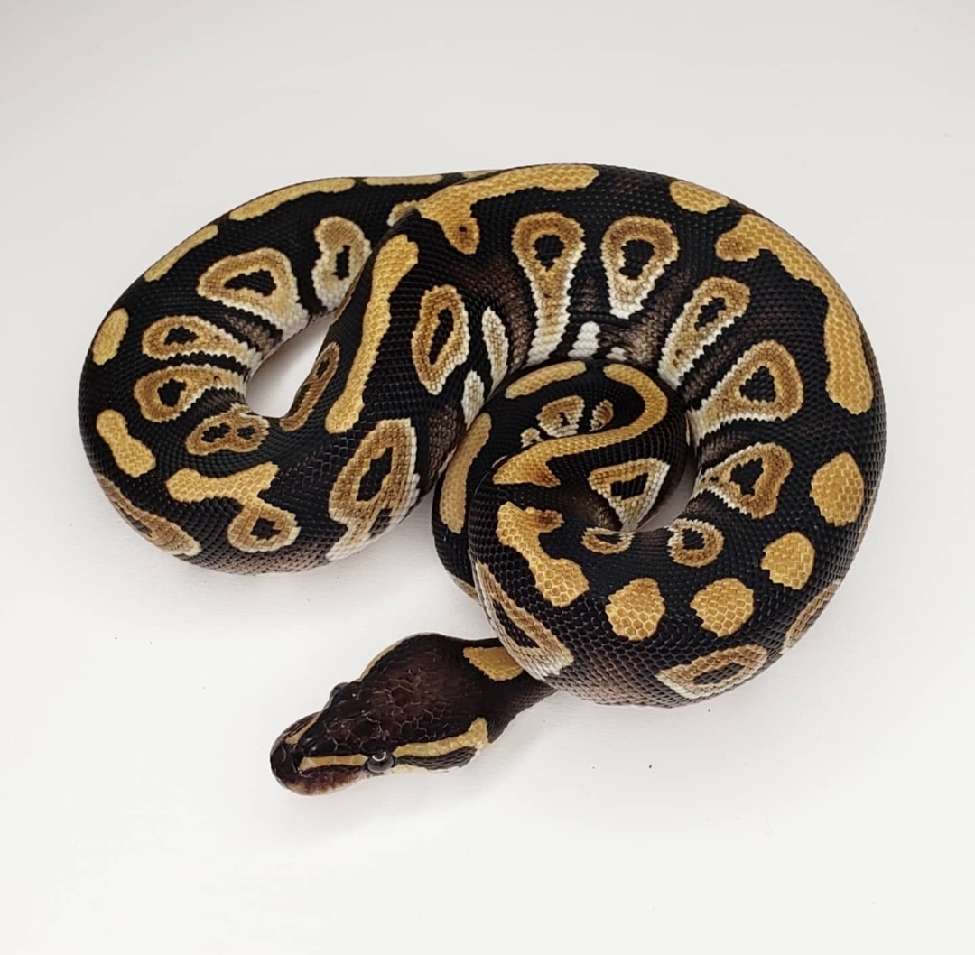 Mystic Ball Python by Cold Exotic Genetix