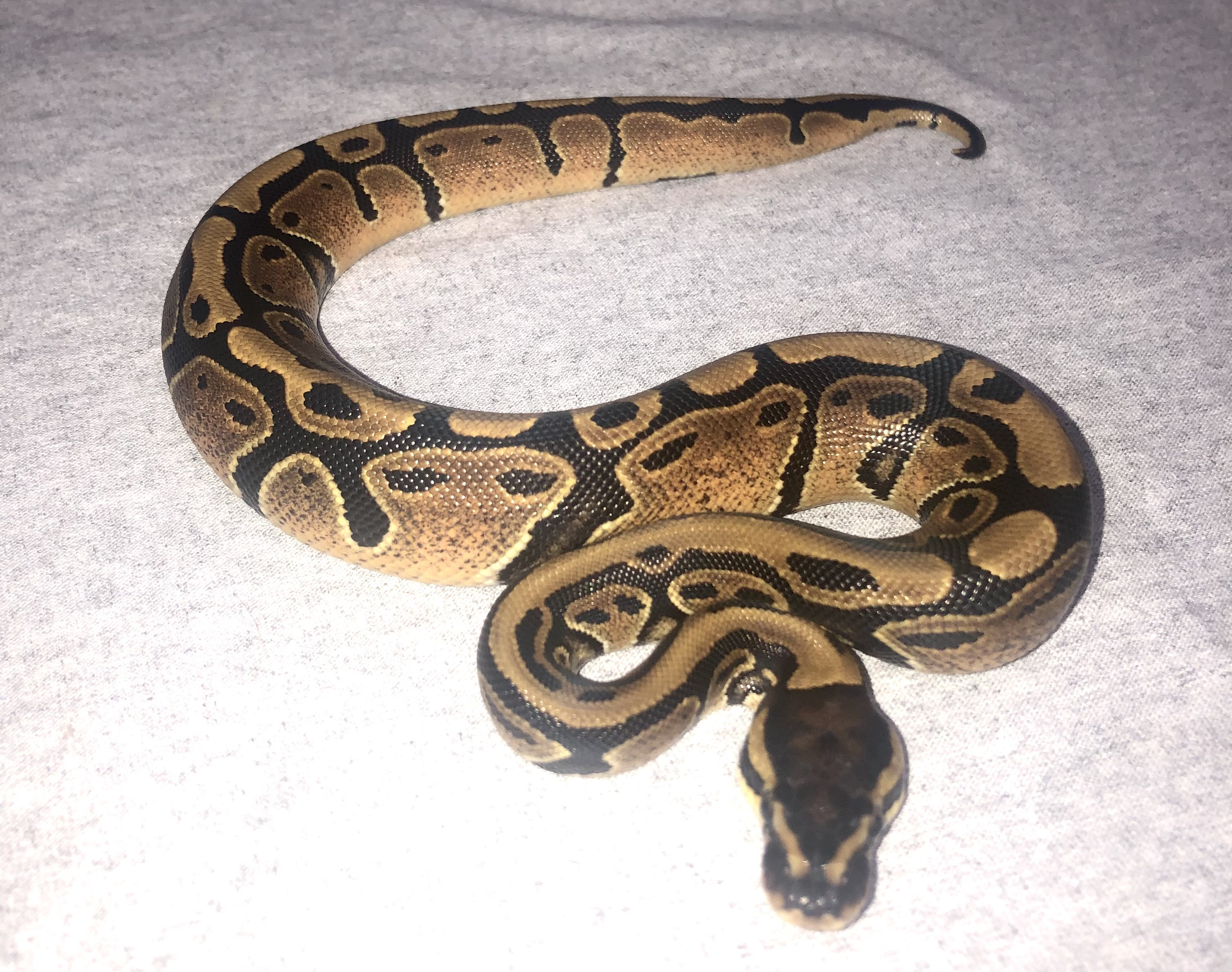 X-treme Gene Ball Python by Eddie's Reptiles and Rodents