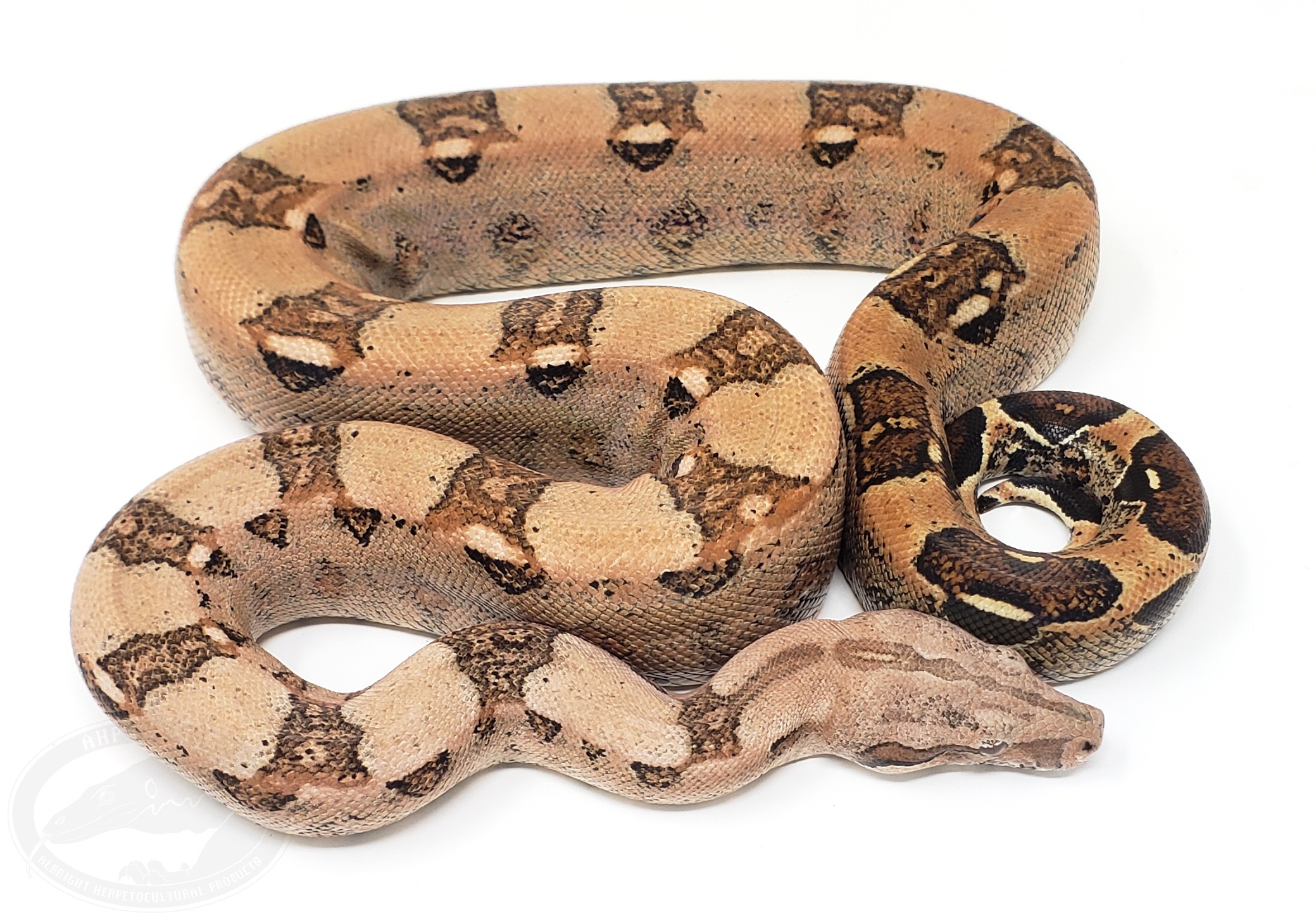 Kubsch Pastel Boa Constrictor by AHP Exotics