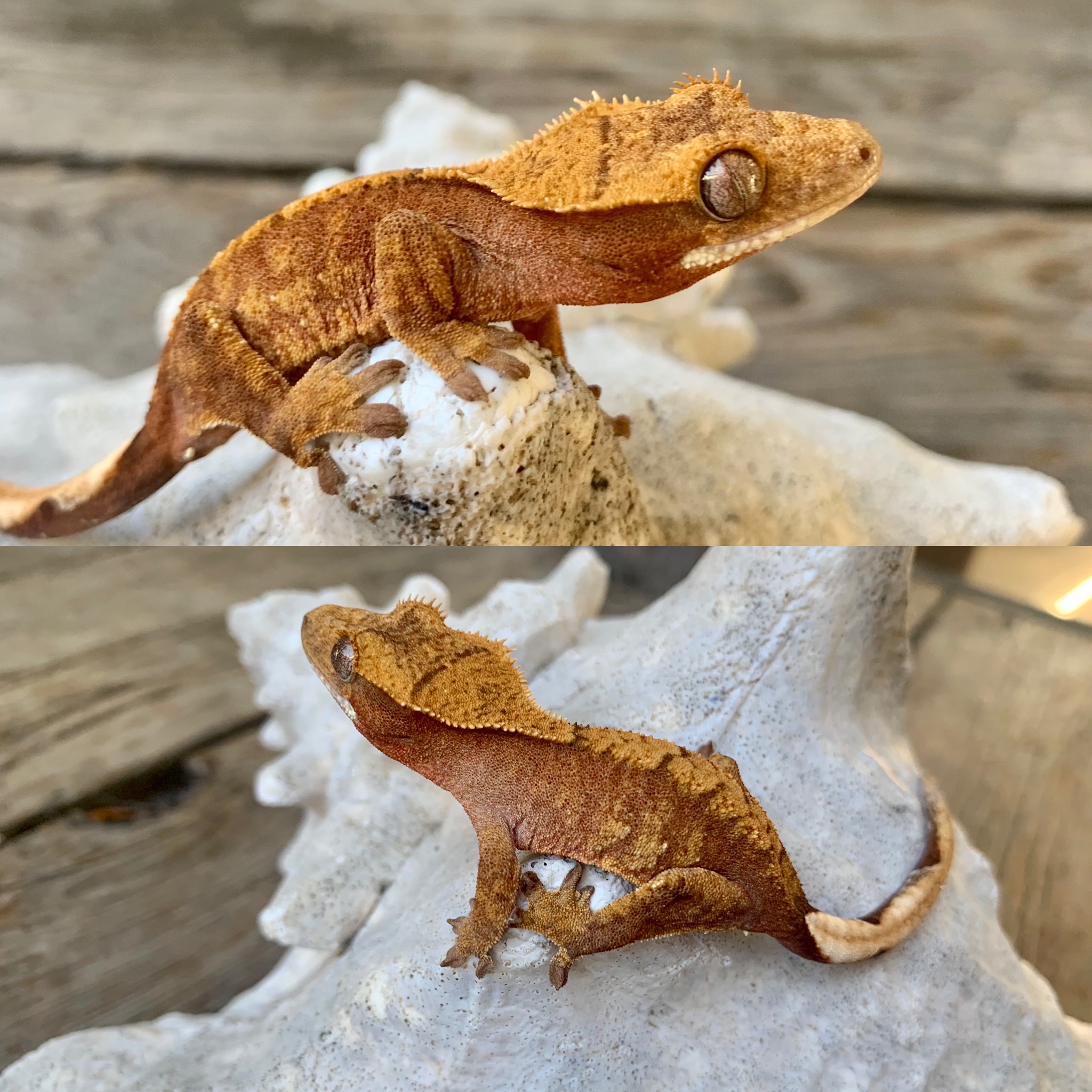 Red Crested Gecko by Spring Loaded Cresties