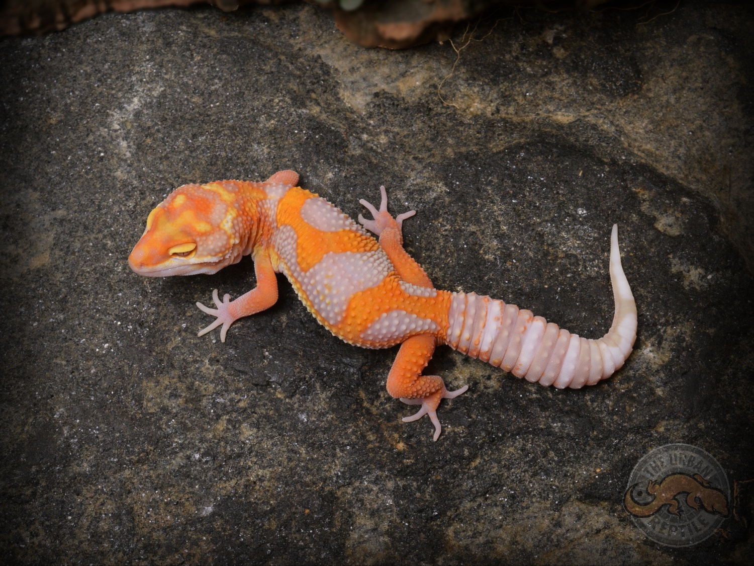Blood Emerine Sunglow Leopard Gecko by The Urban Reptile