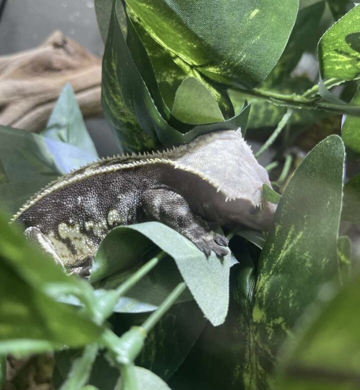 Morph question - Crested Geckos - MorphMarket Reptile Community