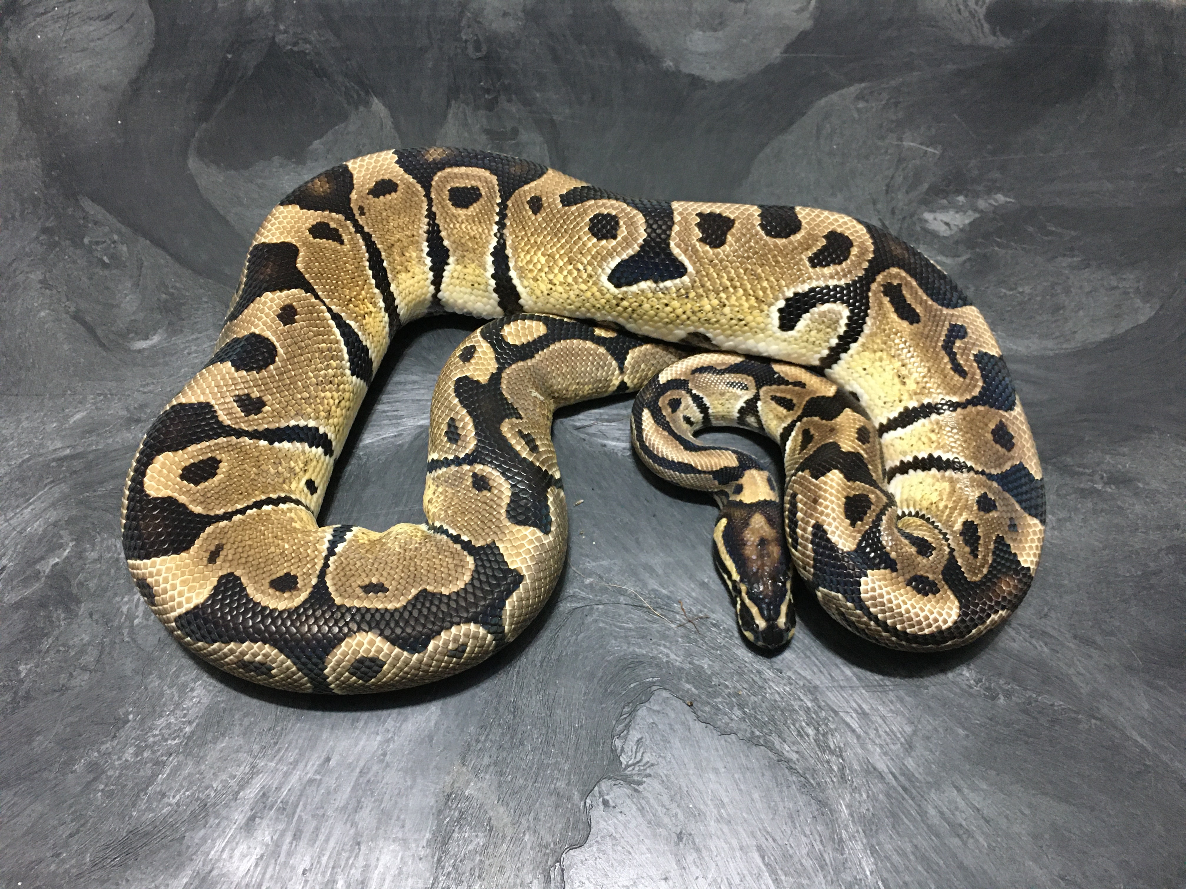 Mario Ball Python by The Serpent Chamber