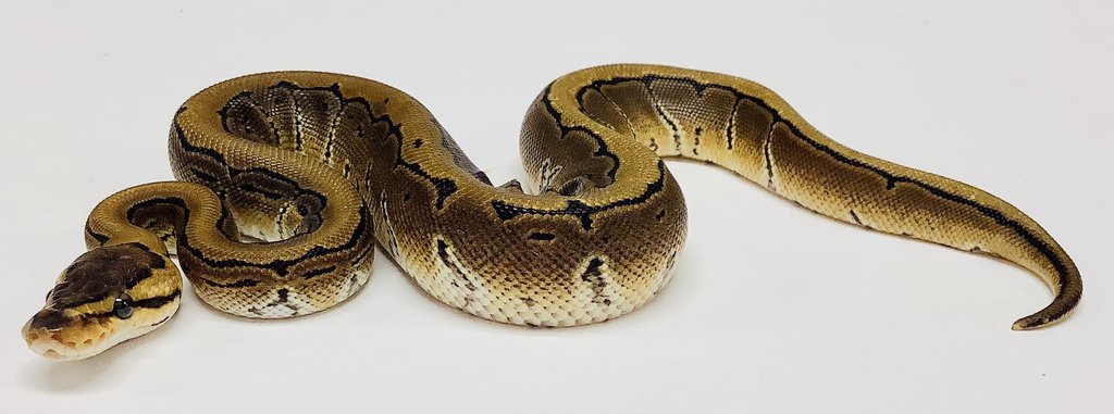 Pinstripe Ball Python by BHB Reptiles