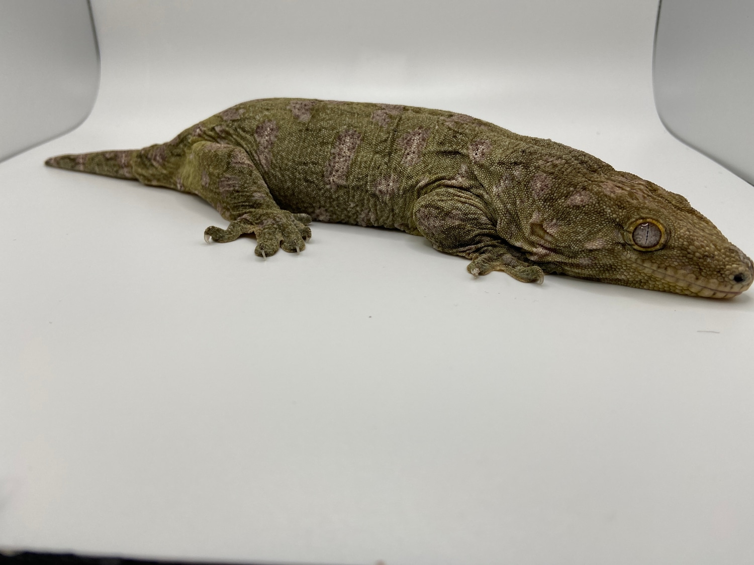 GTB X Nuu Ana Leachianus Gecko by Southern Star Reptiles