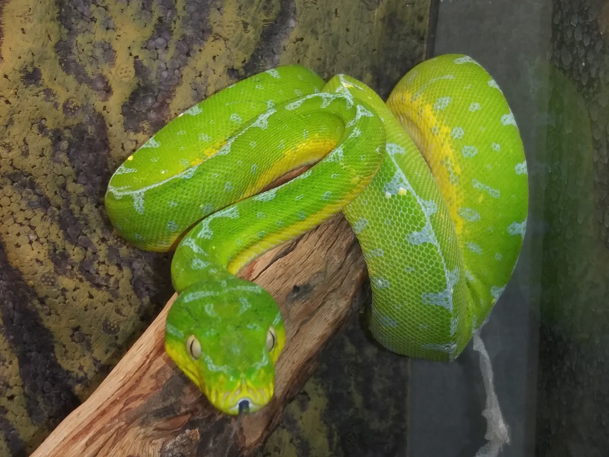 Jayapura Green Tree Python by Wild Things Llc