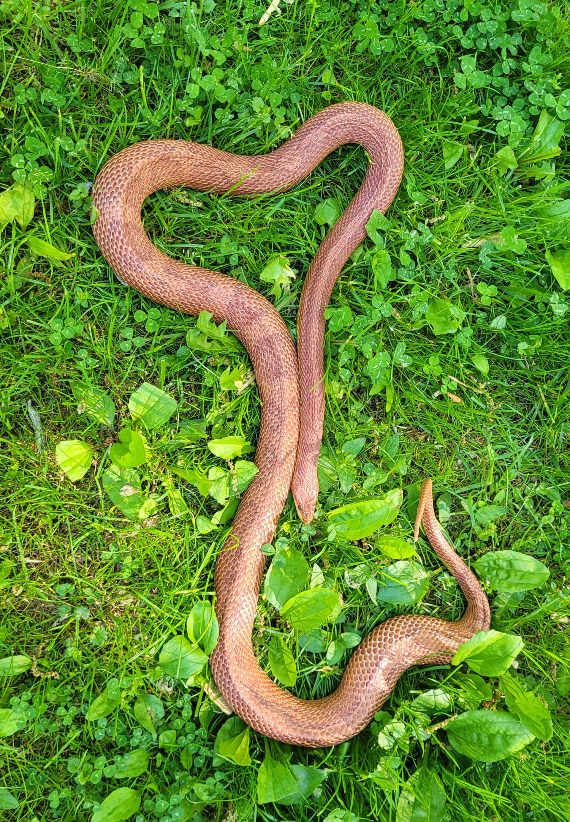 serpent boa