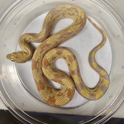 Albino Pine Snake