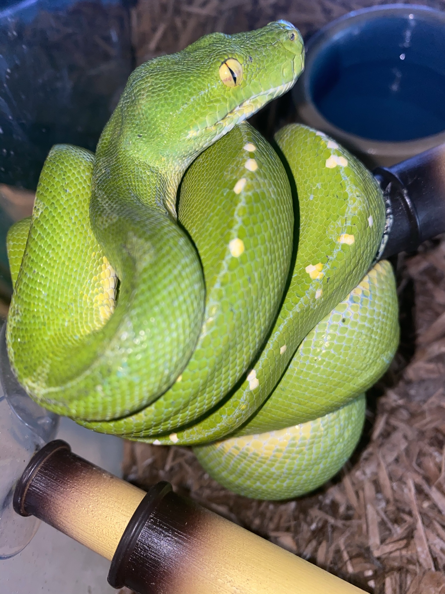 Sorong Green Tree Python by Major league exotic pets
