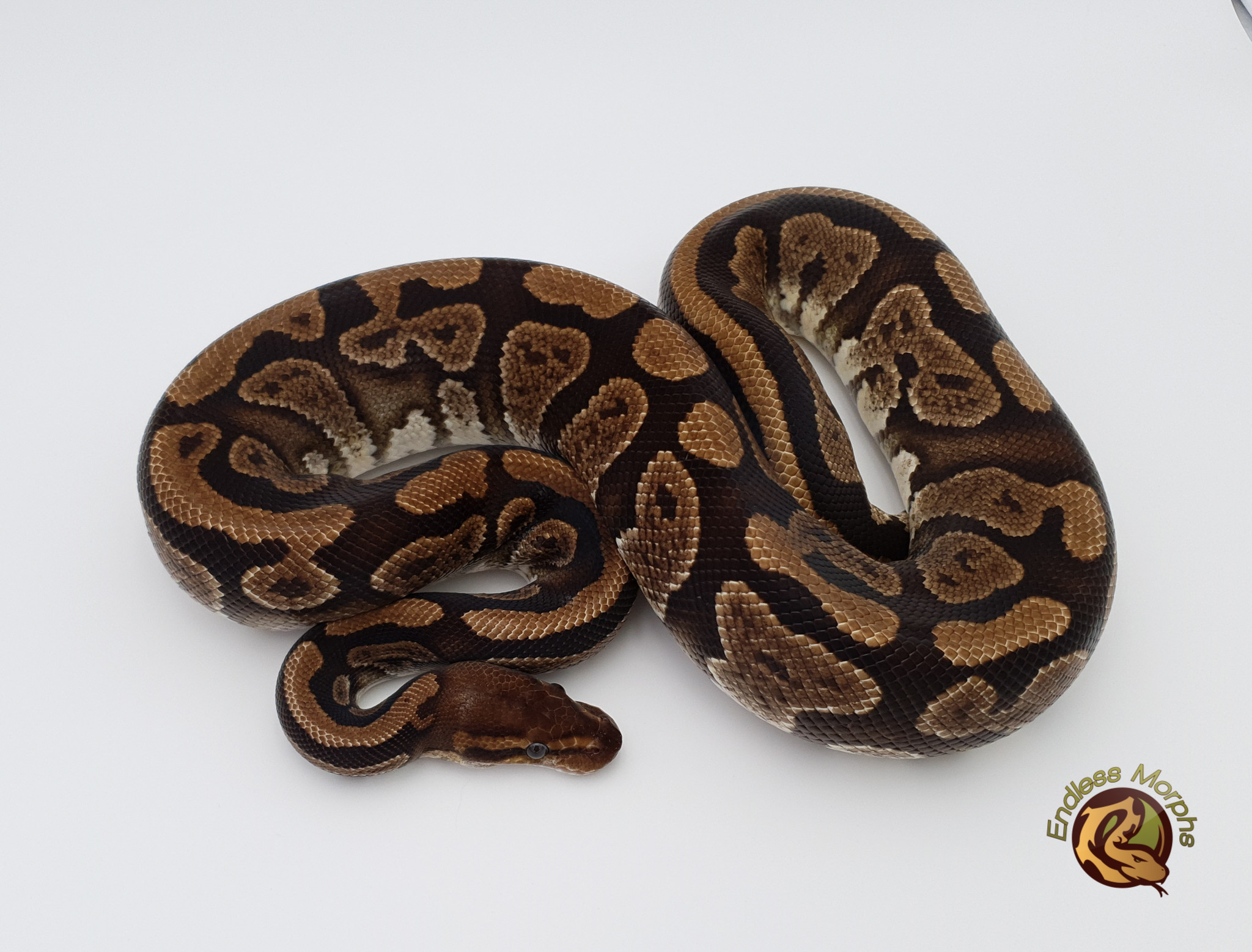 Copper Ball Python by Endless Morphs