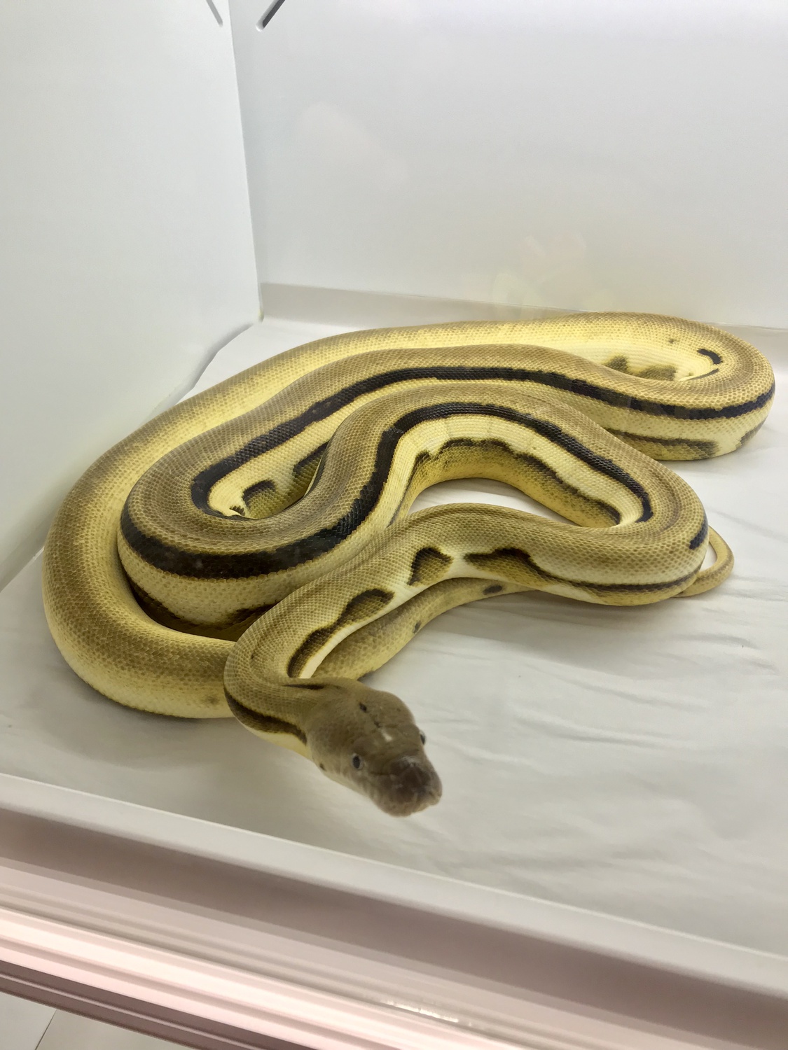 SunVelvet Het Renick Ghost Reticulated Python by Warren Reptiles