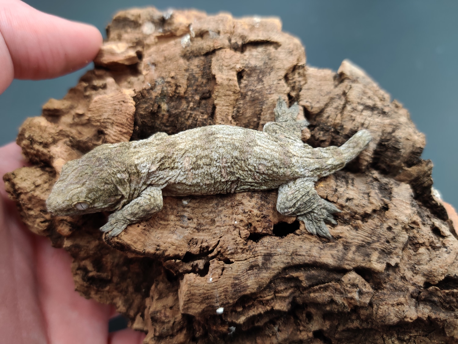 GTA/C X Nuu Ana Leachianus Gecko by Cretaceous Creatures