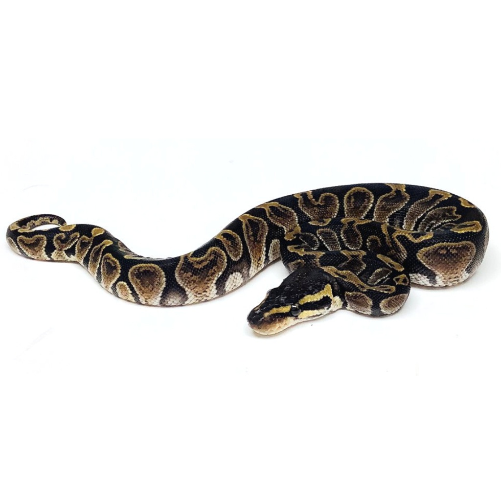GHI Ball Python by BHB Reptiles