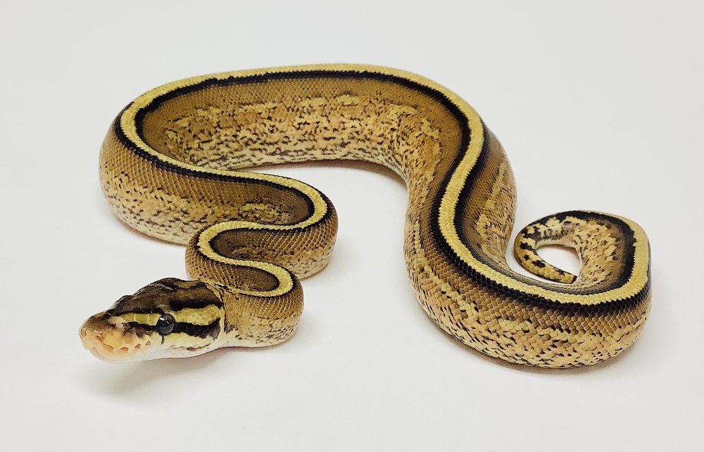 Super Stripe Ball Python by BHB Reptiles