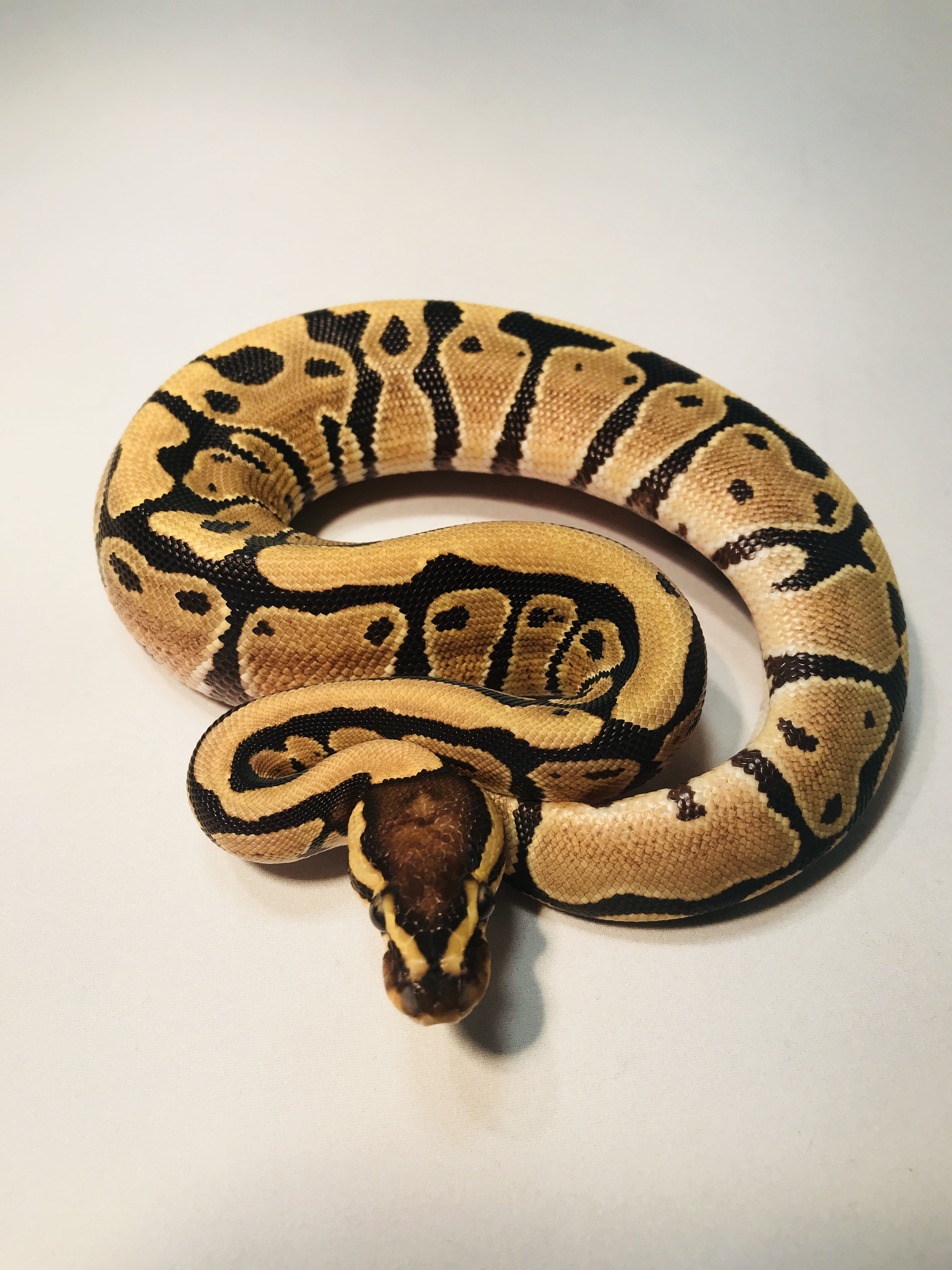 Specter Ball Python by J&T Constrictors