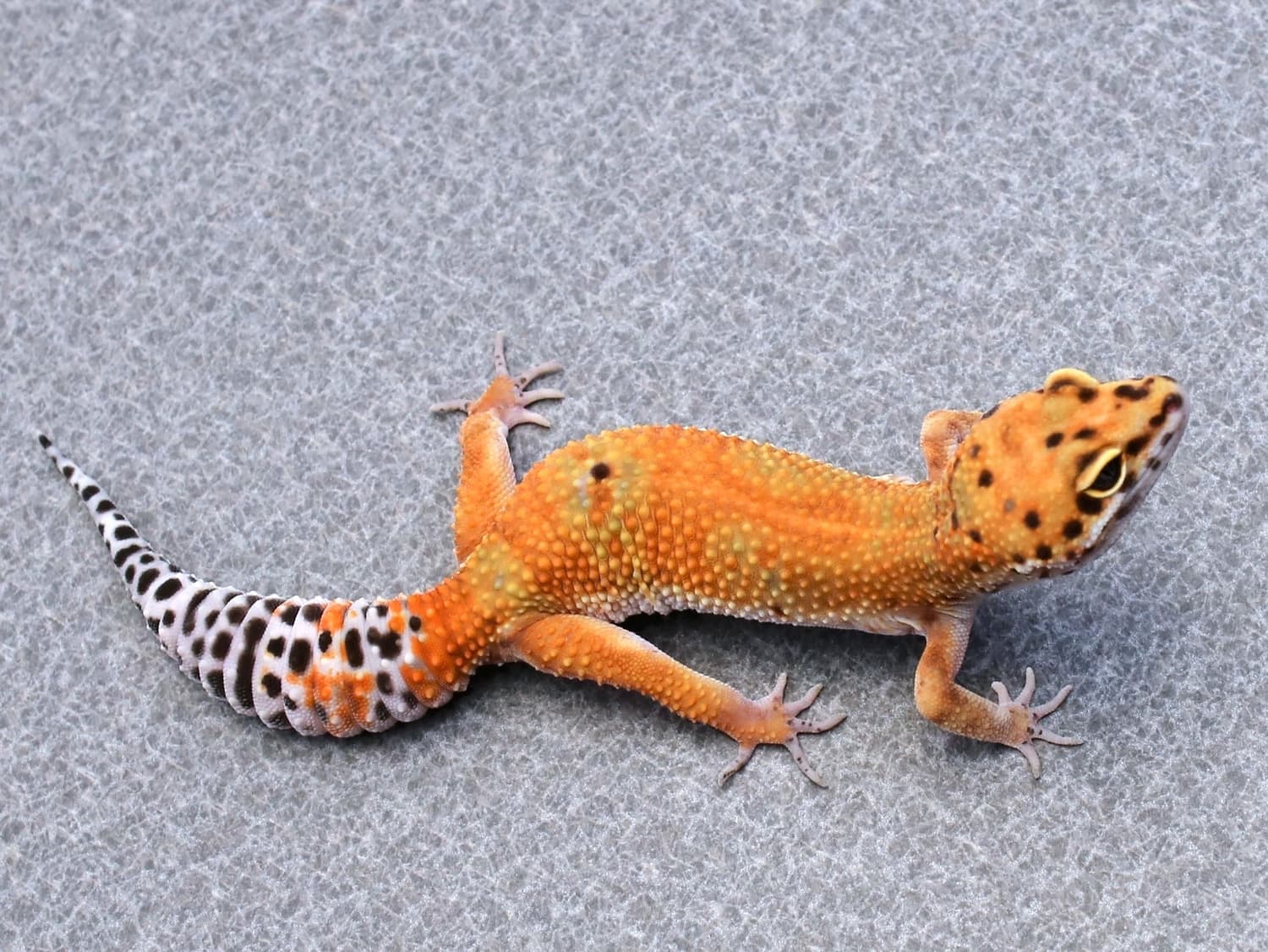 Tango Crush Bloodline (No Known Hets) - Female Leopard Gecko by Lake Erie Leopard Geckos×