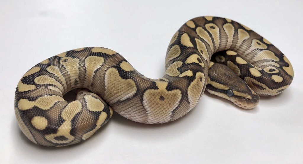 Lesser Ball Python by BHB Reptiles