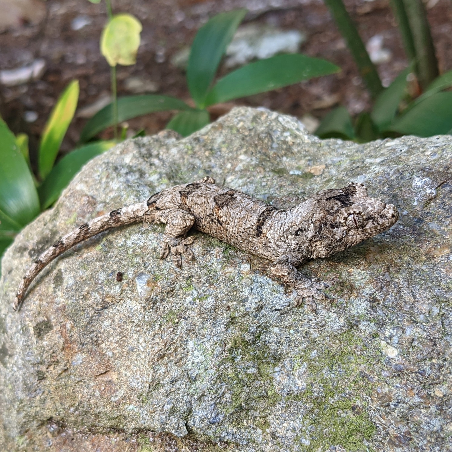 PI Chahoua Gecko by FireHouse Geckos LLC