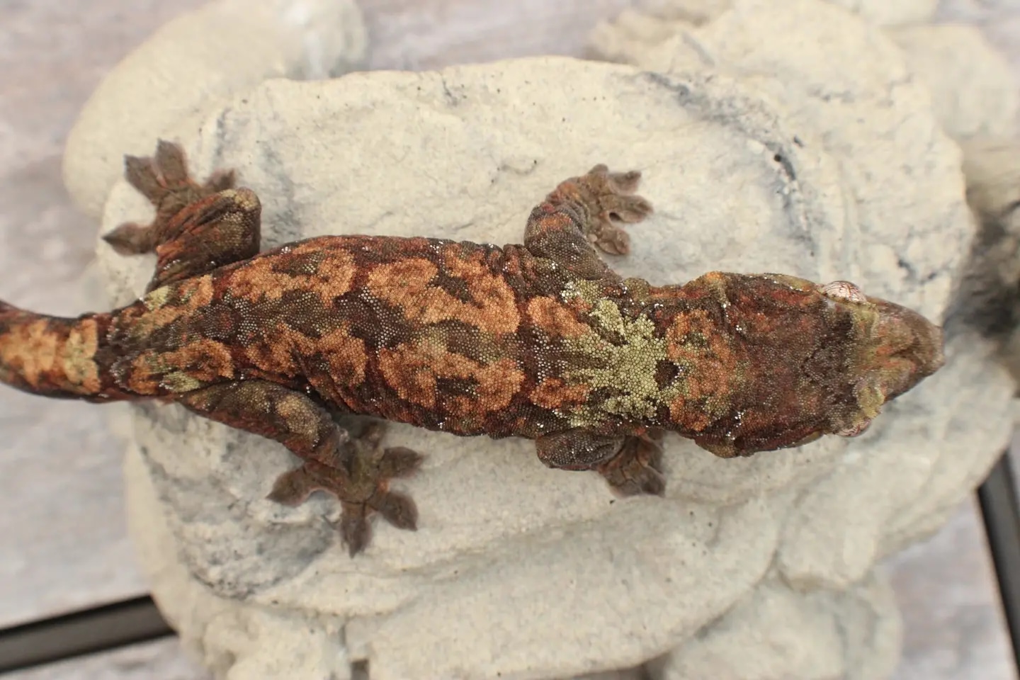 Mainland Chahoua Gecko by The Derpy Dragon