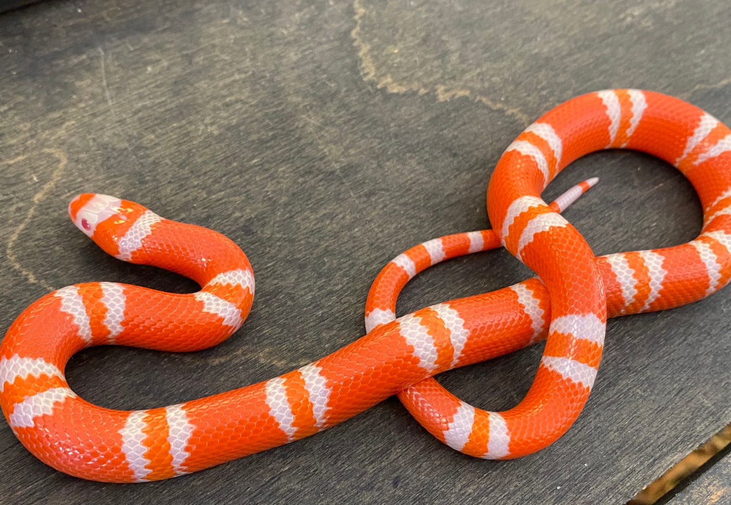 Albino Tangerine 100% Het Ghost Honduran Milk Snake by Pets-A-Plenty: The Ultimate Reptile Shop