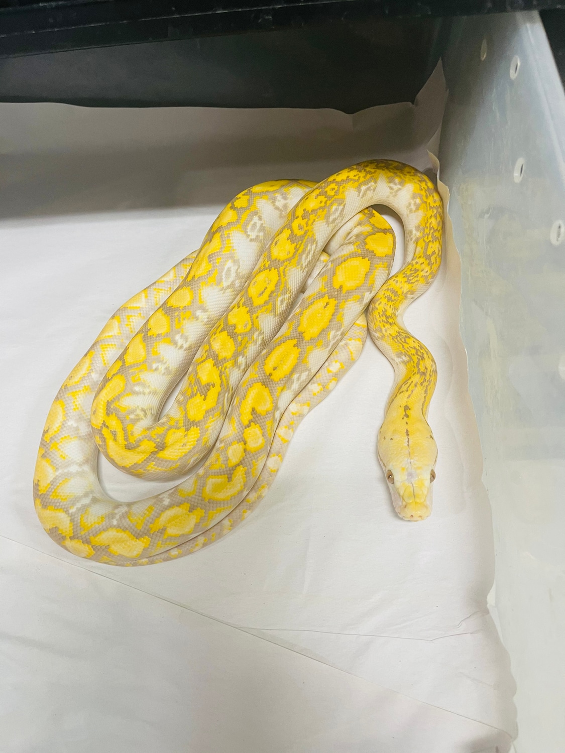 50% Kalatoa Purple Poss Het Snow Reticulated Python by Revered Retics