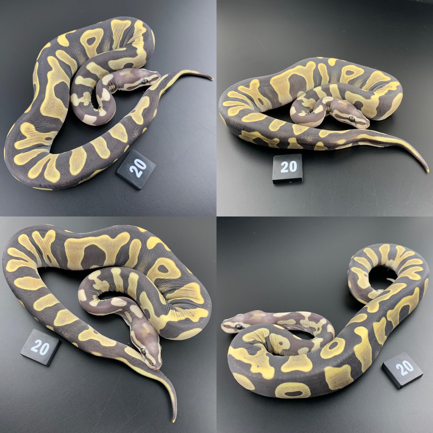 Leopard Super Microscale Pos Het Candy And Pied Ball Python by D & Jo's Pythons