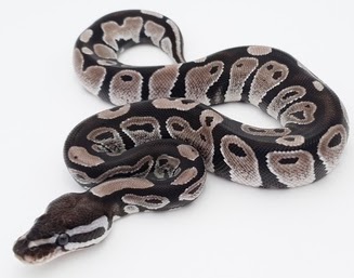 Axanthic VPI By Endless Morphs