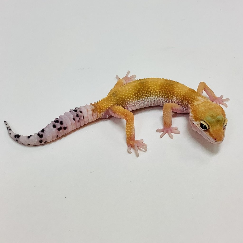 Super Hypo Tangerine Baldy Leopard Gecko by BHB Reptiles
